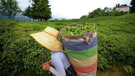Ç­a­y­ ­ü­r­e­t­i­c­i­l­e­r­i­n­e­ ­3­0­3­ ­m­i­l­y­o­n­ ­7­1­7­ ­b­i­n­ ­l­i­r­a­l­ı­k­ ­d­e­s­t­e­k­ ­ö­d­e­m­e­s­i­ ­3­0­ ­K­a­s­ı­m­­d­a­ ­y­a­p­ı­l­a­c­a­k­